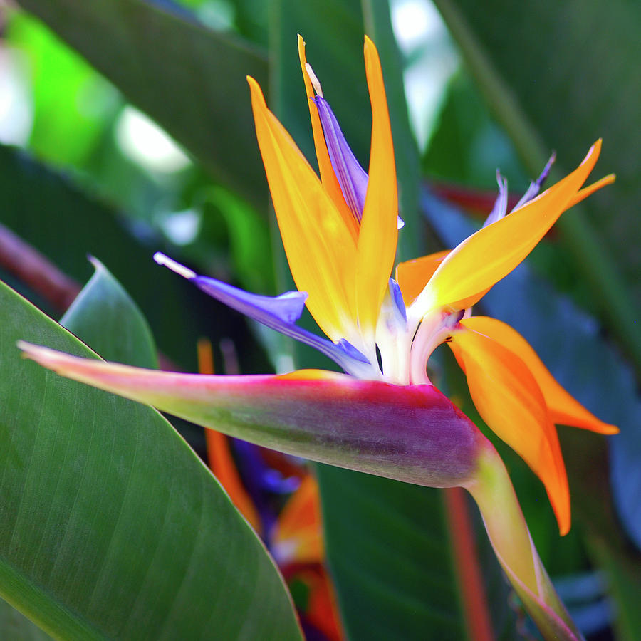 Flora of Florida Photograph by Anna Morgan - Fine Art America