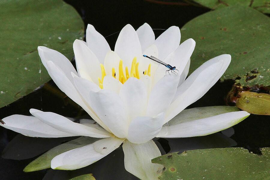 Flower #20 Photograph by John Walsh Flower #20 Photograph by John Walsh
