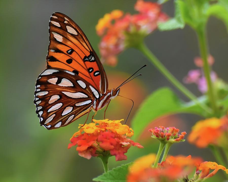 Gulf Fritillary Photograph by Chip Gilbert - Fine Art America