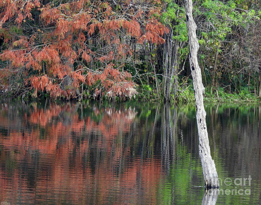 20 Harris Neck NWR Photograph by Lizi Beard-Ward - Pixels