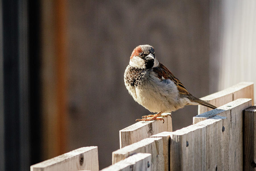 House Sparrow on a fence #20 Photograph by SAURAVphoto Online Store