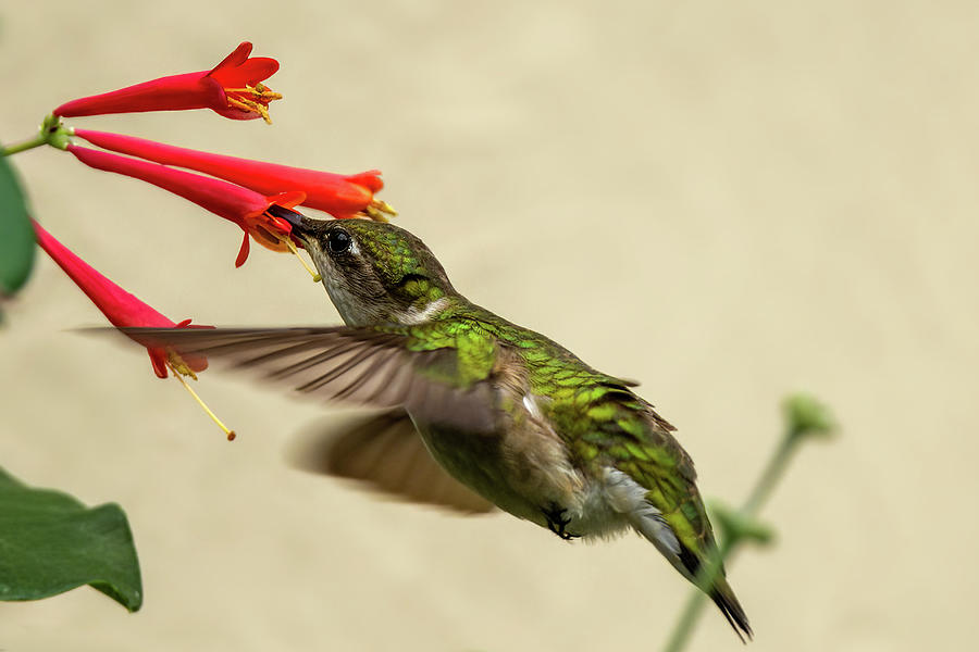 Hummingbird #20 Photograph by Jeffrey PERKINS
