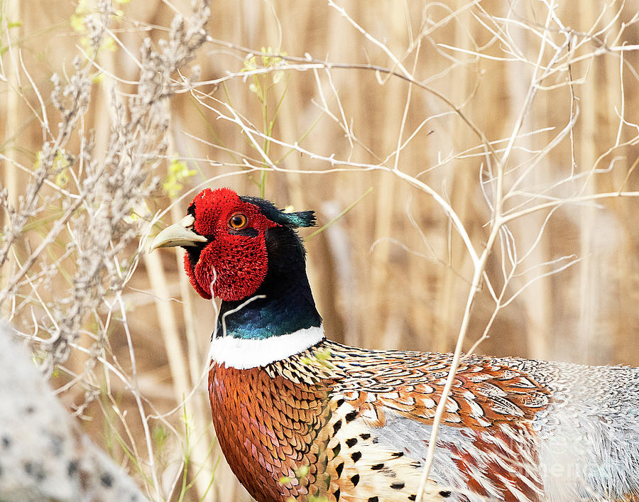 Ring-necked Pheasant #20 Photograph by Dennis Hammer