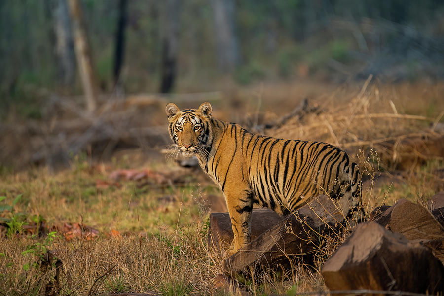 Tiger of Tadoba #20 Photograph by Kiran Joshi