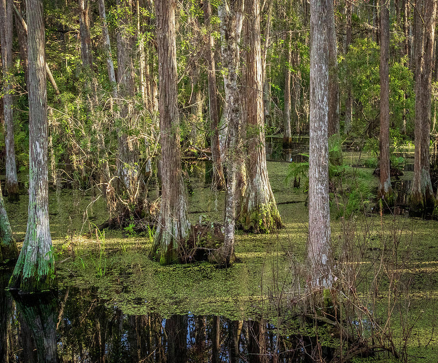 Wetlands - Color Photograph by George Capaz | Fine Art America