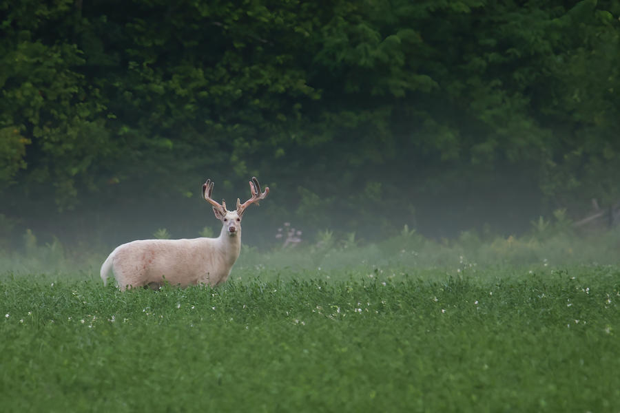 White Deer #20 Photograph by Brook Burling