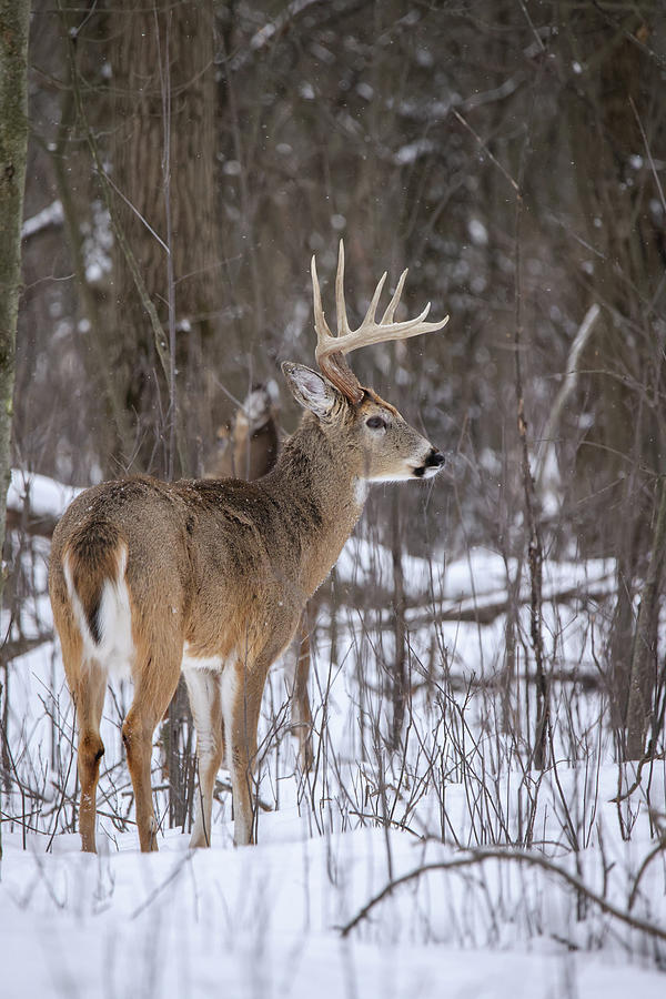 Whitetail Buck #20 Photograph by Brook Burling