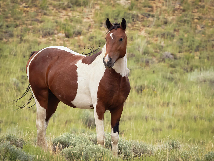 Wild Horses #20 Photograph by Laura Terriere