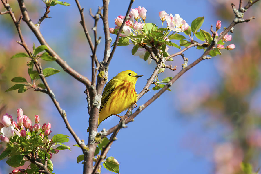 Yellow Warbler #20 Photograph by Brook Burling