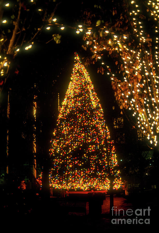 2000 Cambridge Christmas Tree Photograph by Bob Phillips
