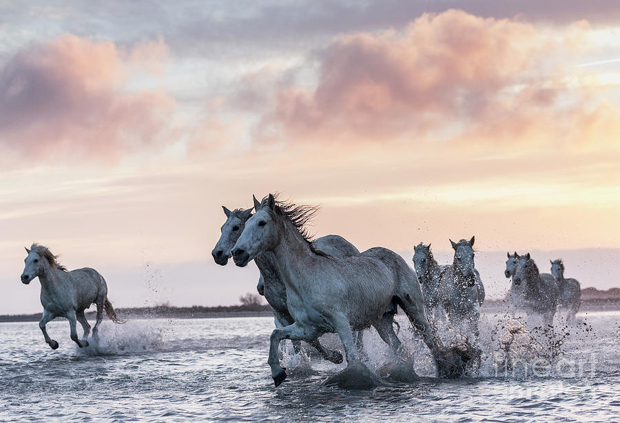 Camargue Horses Photograph by Beniamino Pisati - eStock Photo