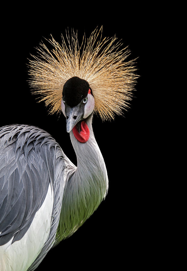 Grey Crowned Crane #2 Photograph by Arterra Picture Library