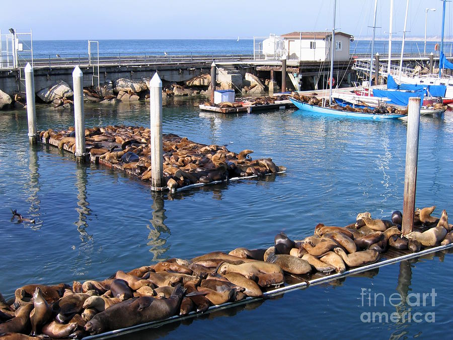 2003 Sea Lion Invasion Photograph by James B Toy