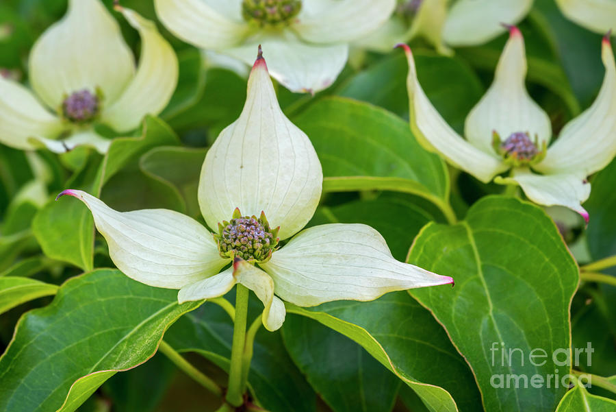 Kousa Dogwood Photograph by Arterra Picture Library