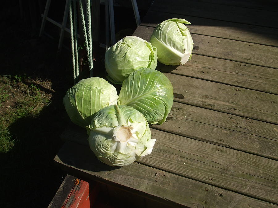 2011 Cabbage in a Row Photograph by Barbara Keith