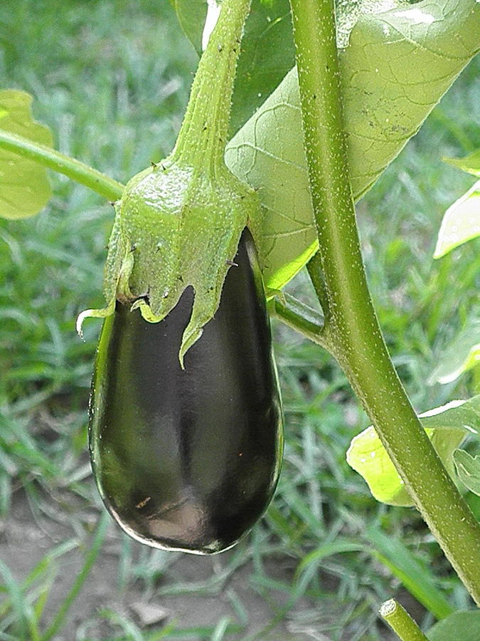 2013 Eggplant Photograph by Barbara Keith