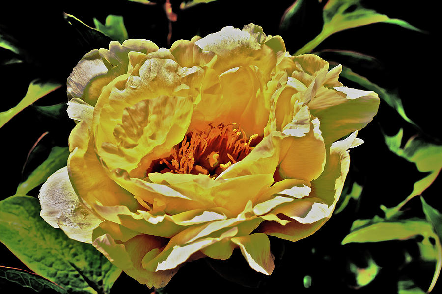 2015 Summers Eve at the Garden Kinshi Tree Peony  Photograph by Janis Senungetuk