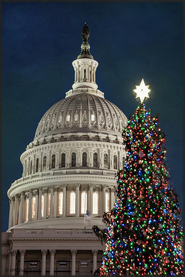 2016 Capitol Tree Photograph by Erika Fawcett