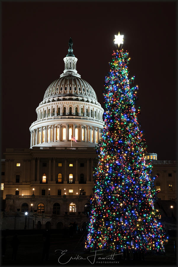 2018 Capitol Tree Photograph by Erika Fawcett