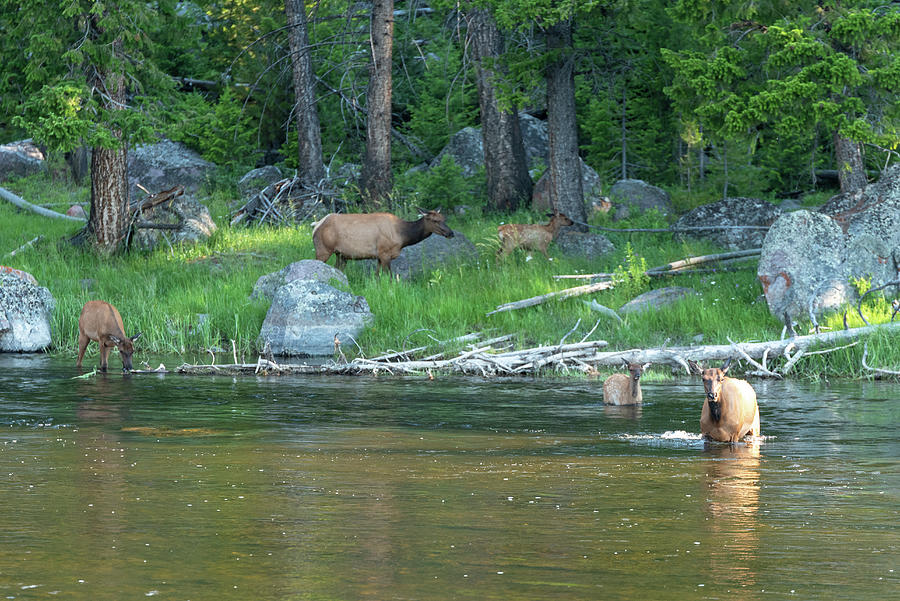 2018 Elk- 1 Photograph by Tara Krauss