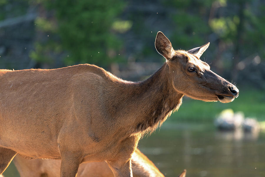 2018 Elk-3 Photograph by Tara Krauss