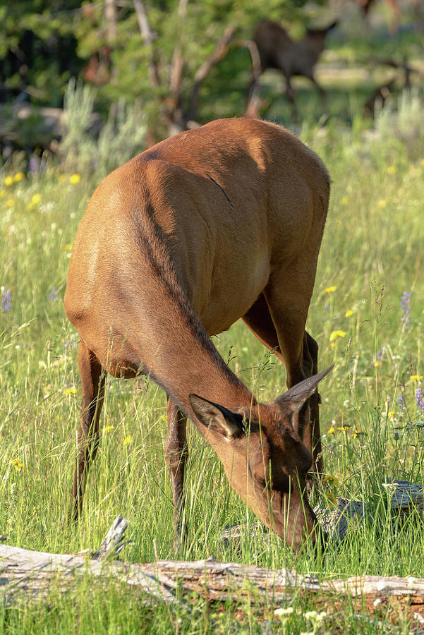 2018 Elk- 4 Photograph by Tara Krauss