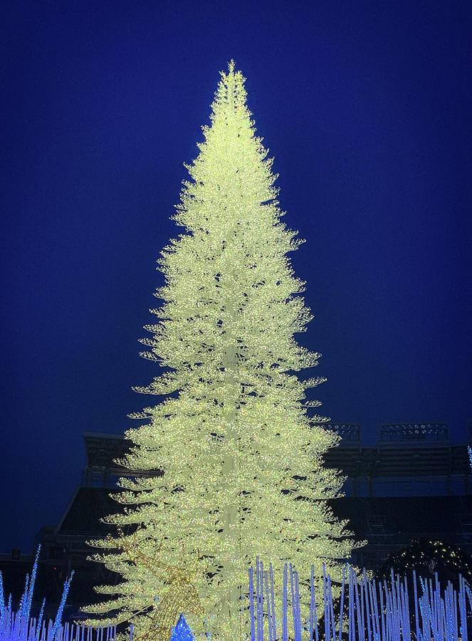 2019 Enchant - White Light Tree Photograph by Lora J Wilson