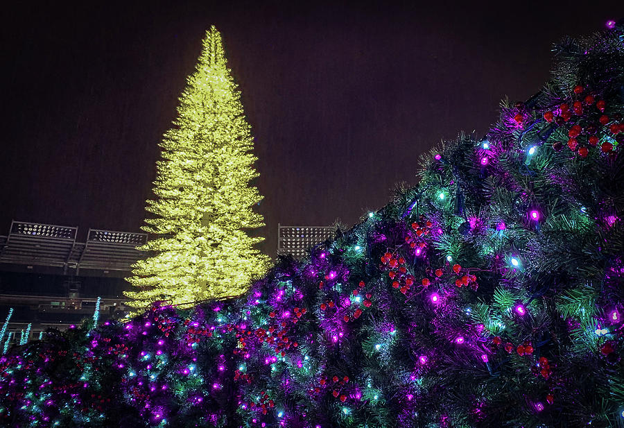2019 Enchant - White Tree Purple Lights Photograph by Lora J Wilson