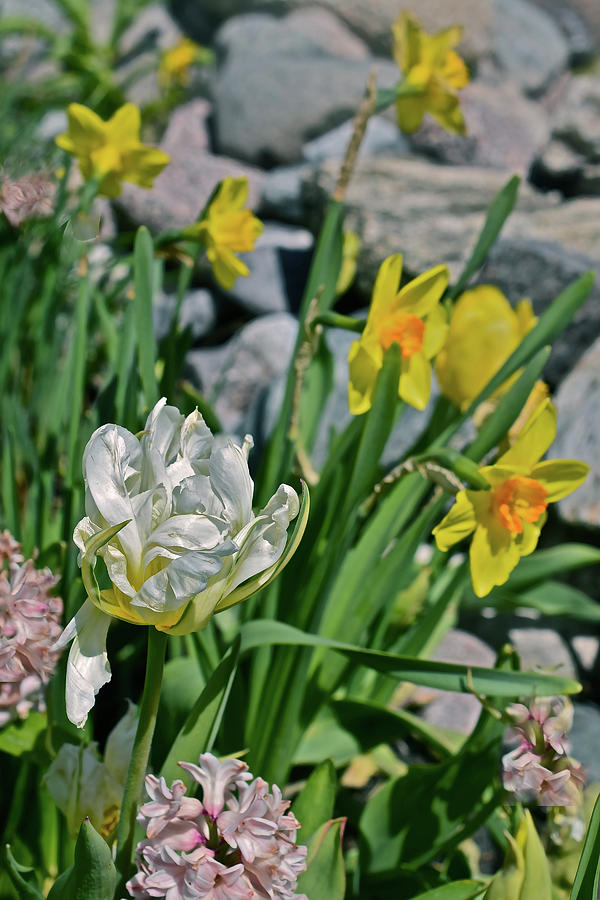 2020 Acewood Tulips, Hyacinth and Daffodils Photograph by Janis Senungetuk