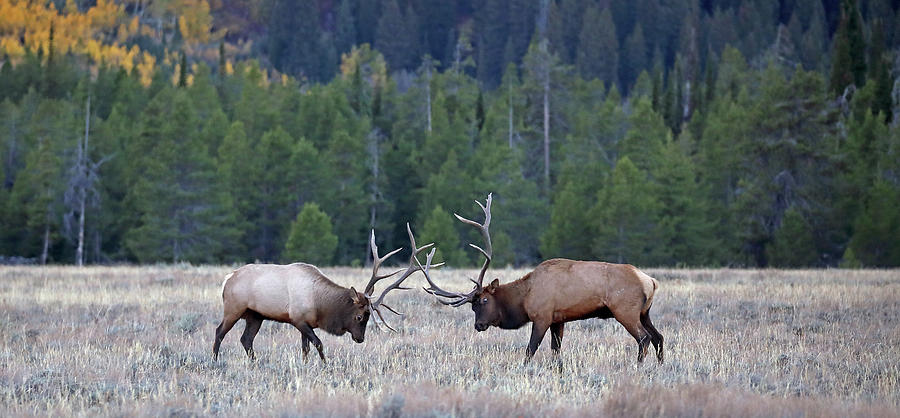 2020 Bull Elk Face Off Photograph by Jean Clark