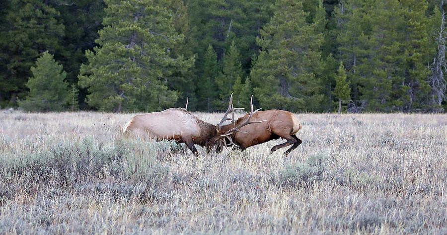 2020 Bull Elk Photograph by Jean Clark
