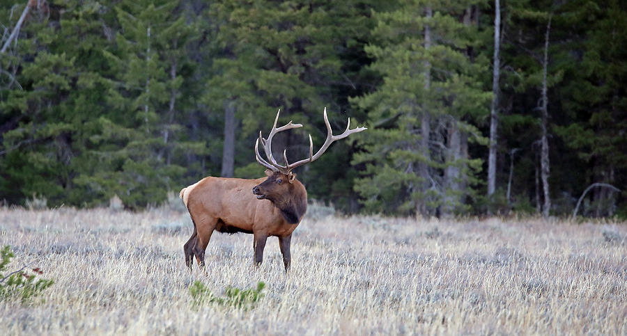 2020 Bull Elk Three Photograph by Jean Clark