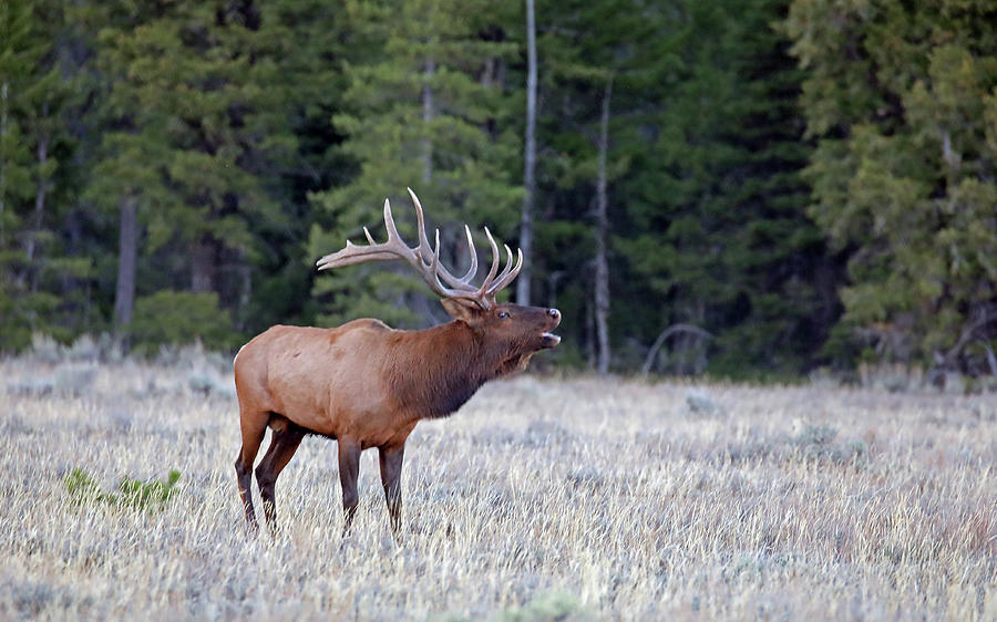 2020 Bull Elk Two Photograph by Jean Clark