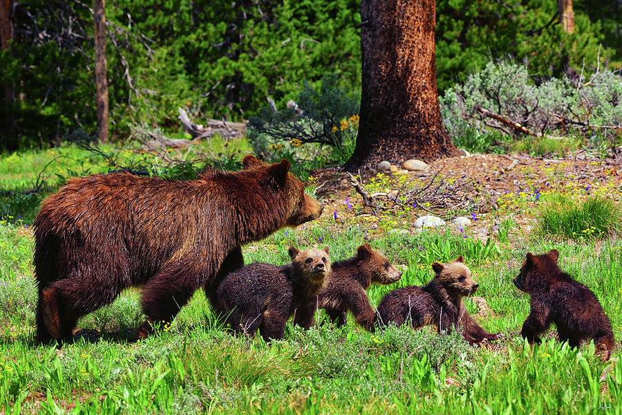 Grand Teton National Park Photograph - 2020 Grizzly Clan by Greg Norrell