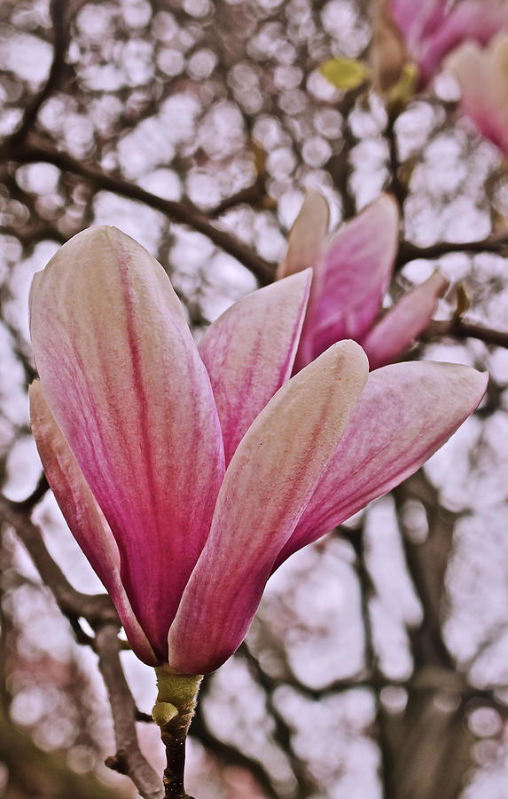 2020 May Day Magnolia Close-up Photograph by Janis Senungetuk
