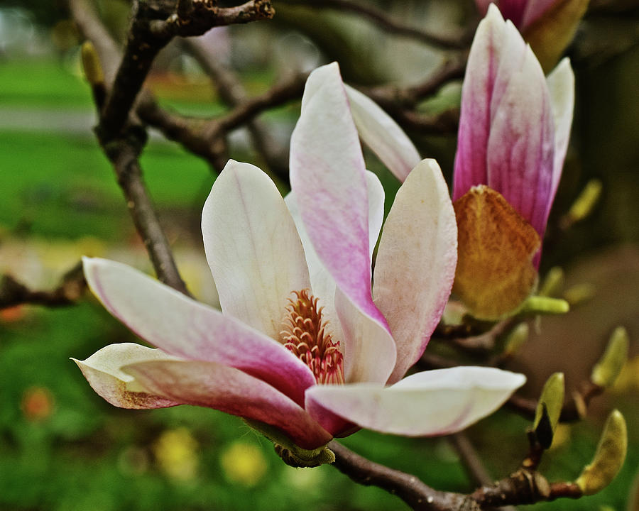 2020 May Day Magnolia Photograph by Janis Senungetuk