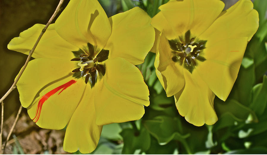 2020 May Day Yellow Tulips Photograph by Janis Senungetuk
