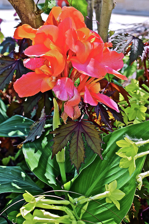 2020 Mid June Garden Canna With Nicotiana Photograph by Janis Senungetuk