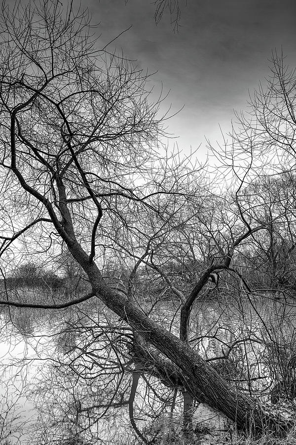 Tree Photograph - 2020 new years day BW #j4 by Leif Sohlman