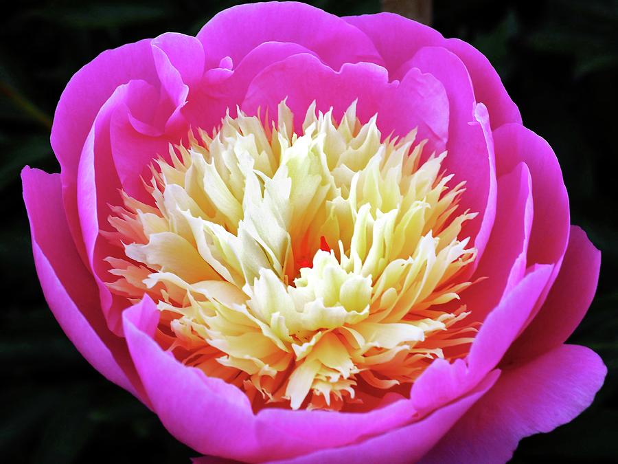 2020 Peony Bowl Of Beauty The Big Surprise Of The New Garden Photograph by OBT Imaging