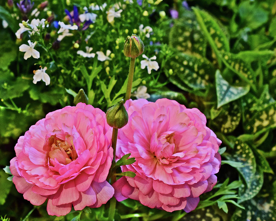 2020 Pink Persian Buttercup Duo Photograph by Janis Senungetuk