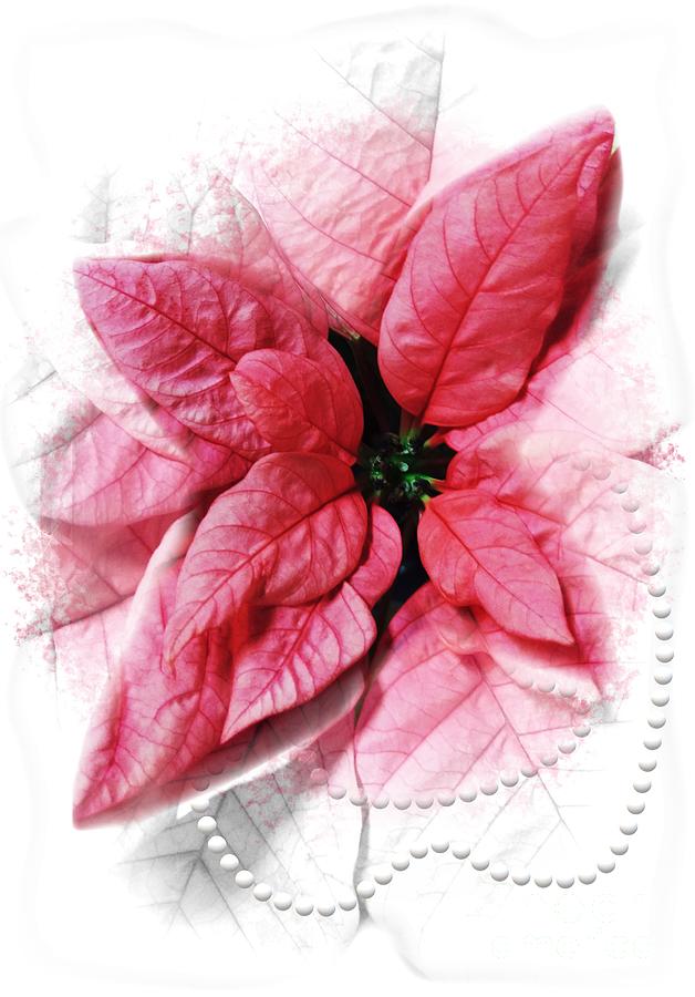 2020 Pink Poinsettia Color of the Year Gift Idea Digital Art by Delynn Addams