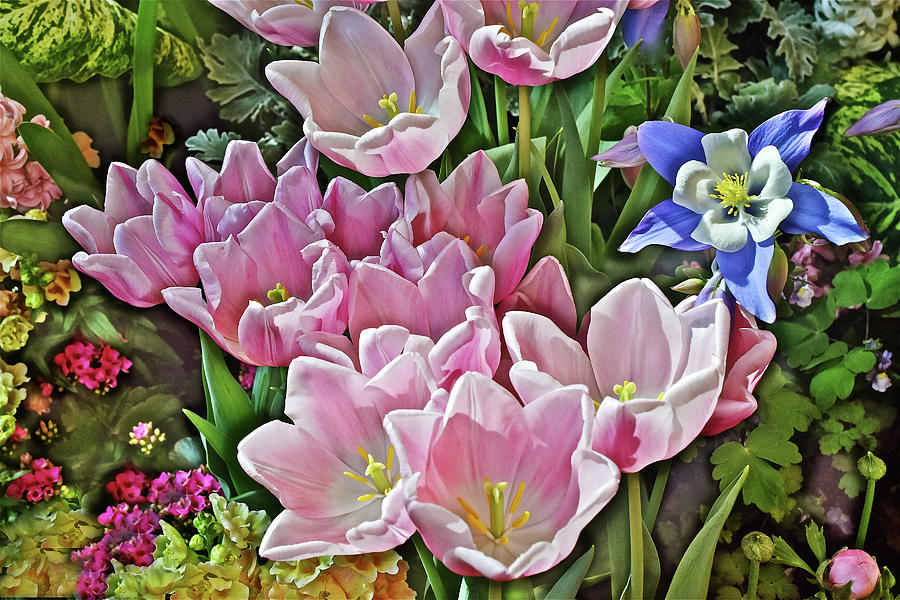 Tulip Photograph - 2020 Pink Tulips and Friends by Janis Senungetuk