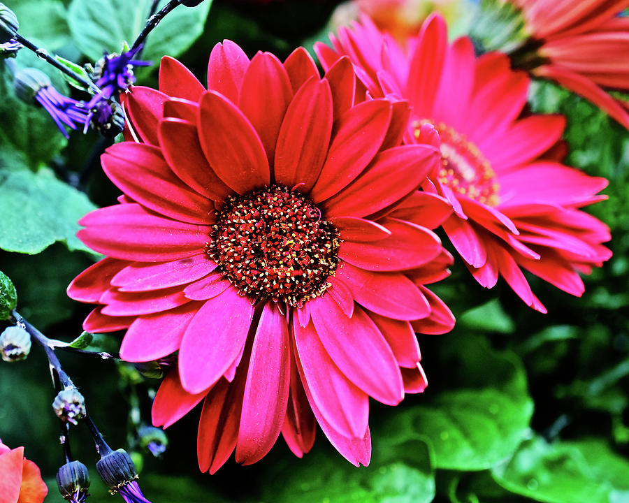 2020 Red Gerber Daisy 2 Photograph by Janis Senungetuk