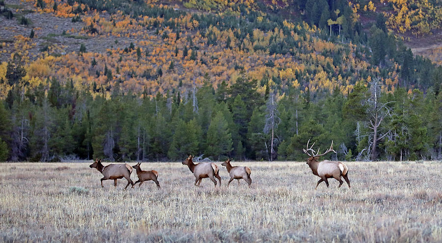 2020 Teton Elk Photograph by Jean Clark