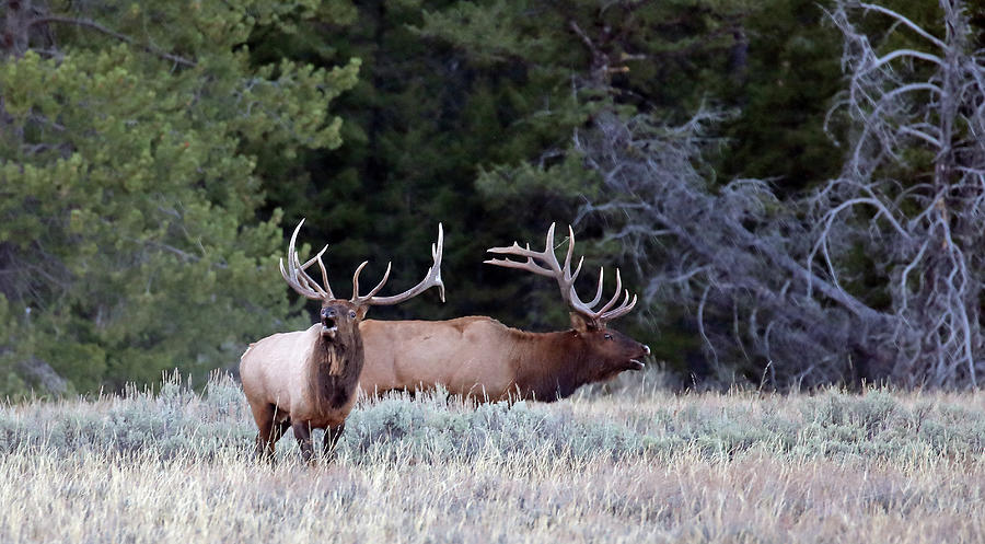 2020 Two Bull Elk Photograph by Jean Clark
