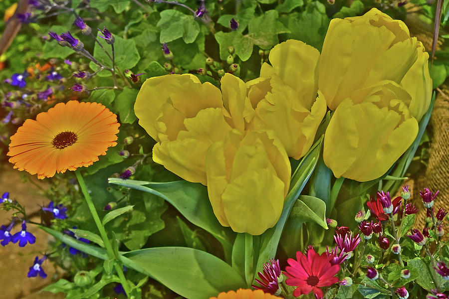 2020 Yellow Tulips and Pot Marigold Photograph by Janis Senungetuk