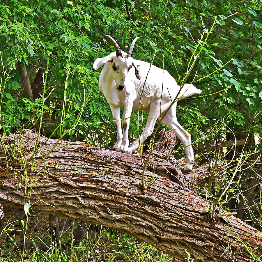 2021 Backyard Goats 1 Photograph by Janis Senungetuk