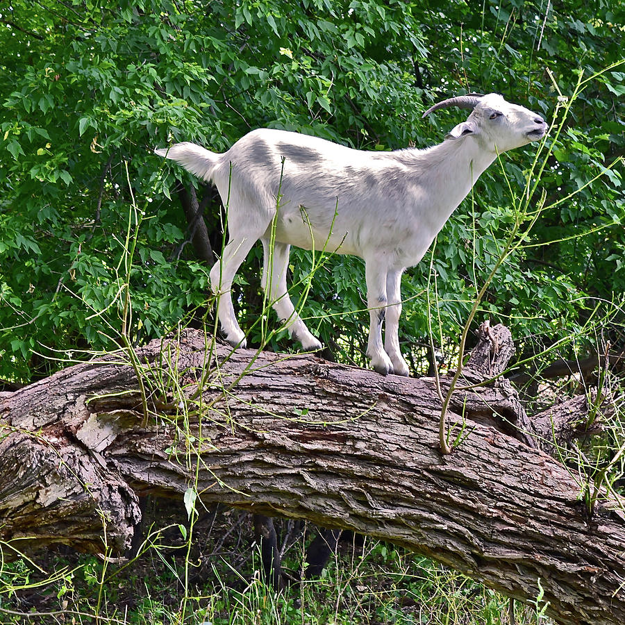 2021 Backyard Goats 2 Photograph by Janis Senungetuk