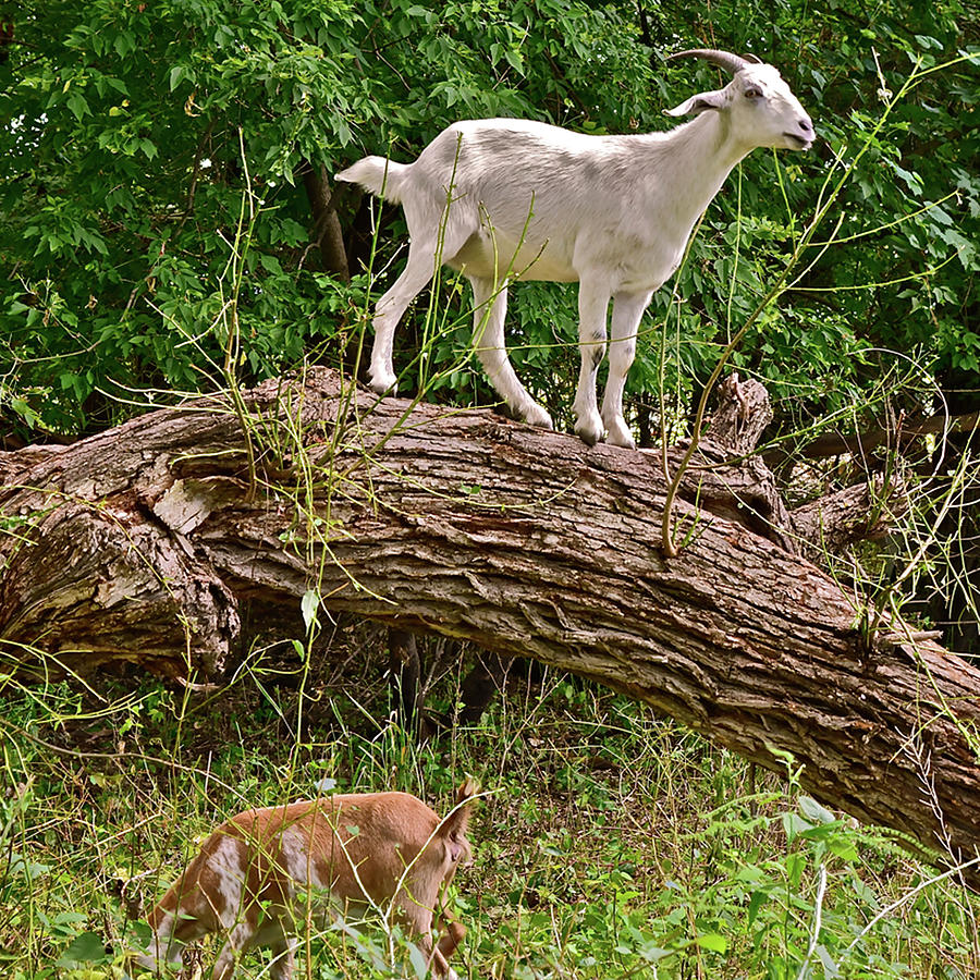 2021 Backyard Goats 3 Photograph by Janis Senungetuk